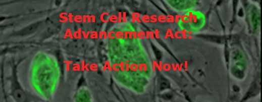 Mouse_embryonic_stem_cells4.jpg