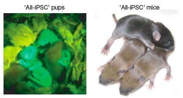First Mice Produced Entirely From Adult-Derived iPS