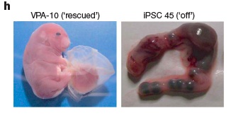 Valproic Acid Advances Development of Gtl2off iPS-derived Embryos