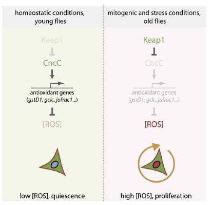 Nrf2, ROS, and the Regulation of Stem Cell Proliferation