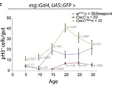 Elevating CncC Activity (and Nrf2) Delays Age-Related Rise in Uncontrolled Stem Cell Proliferation